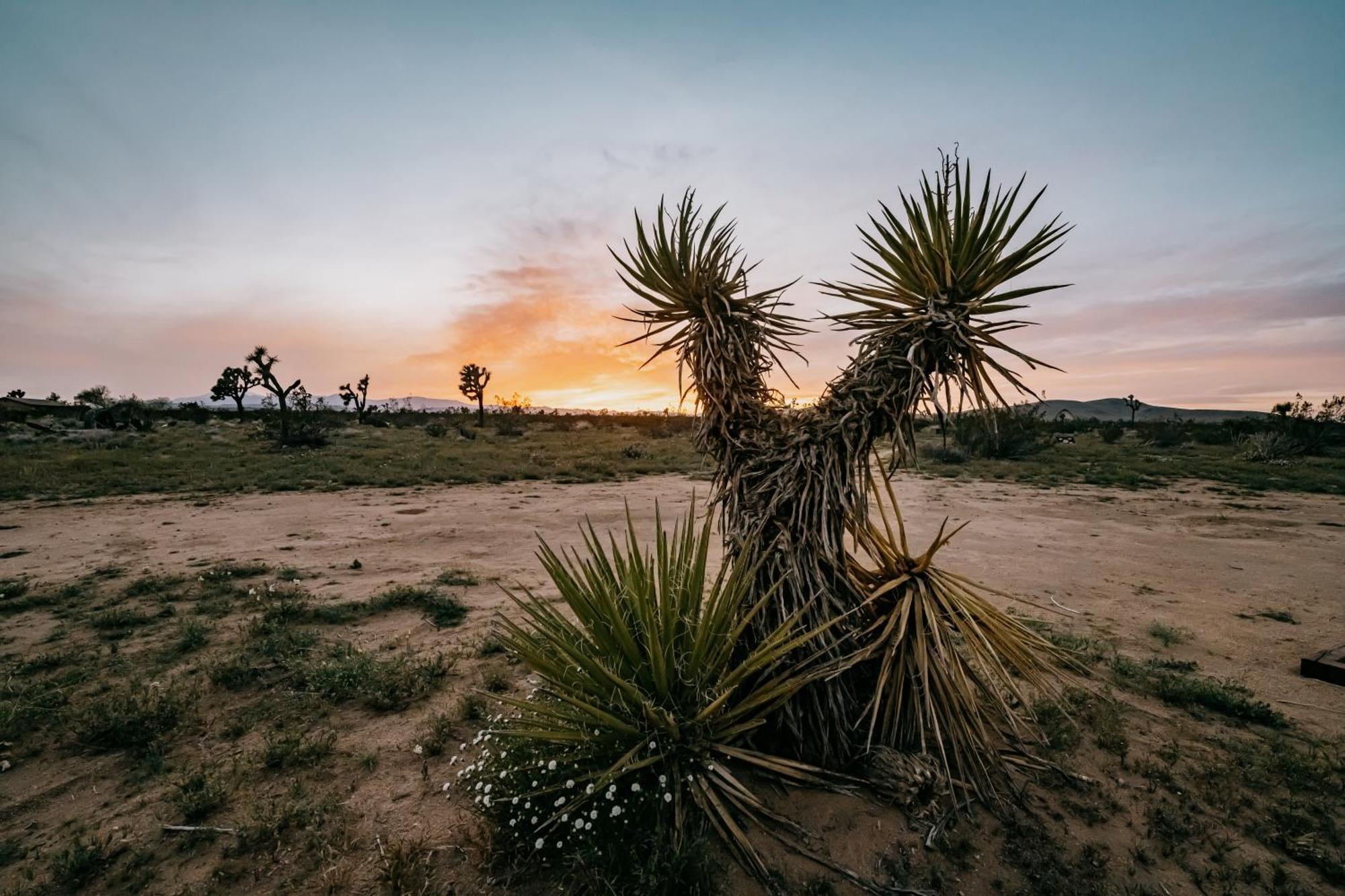 ジョシュア・ツリー Coyote Tracks - A Modern Desert Experienceヴィラ エクステリア 写真